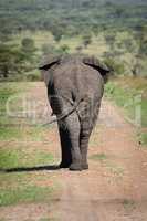 African bush elephant on track from behind