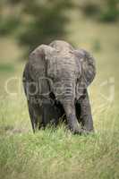 African bush elephant calf stands in grass