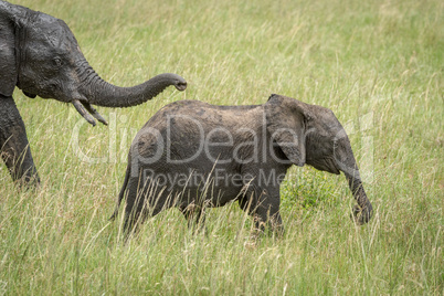 African bush elephant calf ahead of mother