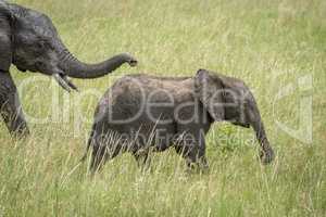 African bush elephant calf ahead of mother