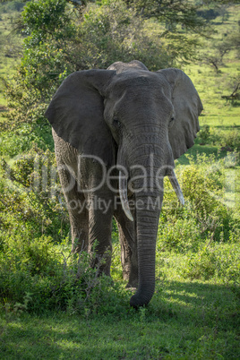 African bush elephant stands amongst leafy bushes