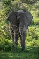 African bush elephant stands amongst leafy bushes