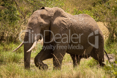 African bush elephant walks past muddy pool