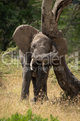 African elephant rubs its head against bent tree