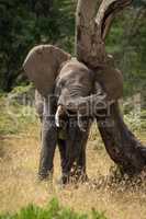 African elephant rubs its head against bent tree