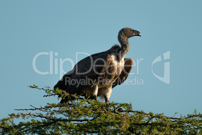 African white-backed vulture perches atop leafy tree