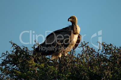 African white-backed vulture in tree turns head