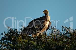 African white-backed vulture in tree turns head