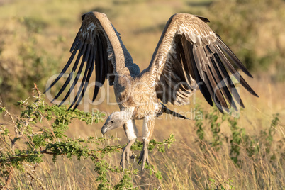 African white-backed vulture folds wings to land