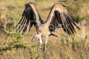 African white-backed vulture folds wings to land