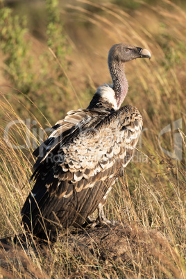 African white-backed vulture on rock in grass