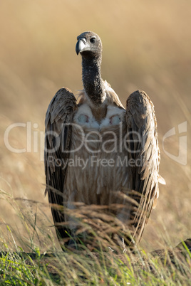 African white-backed vulture in grass eyeing camera
