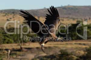 African white-backed vulture coming in to land