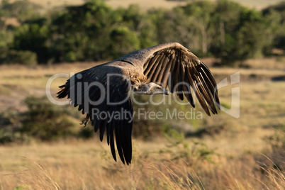 African white-backed vulture flies over long grass