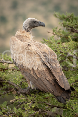 African white-backed vulture in tree turning head