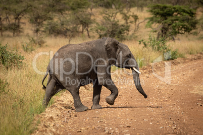 African elephant lifts foot crossing dirt road