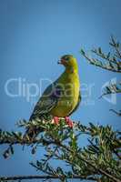 African green-pigeon turns head perched on branch