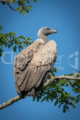 African white-backed vulture perched on leafy branch