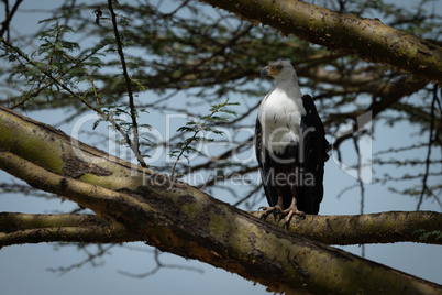 African fish eagle perched on tree branch