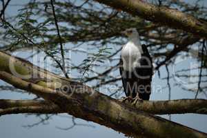 African fish eagle perched on tree branch