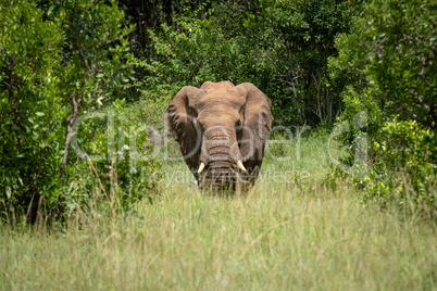 African elephant stands between trees facing camera