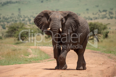 African elephant raises foot while crossing track