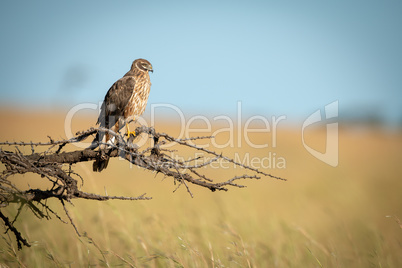 African marsh harrier perched on dead branch