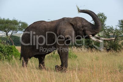 African elephant lifting trunk while eating grass