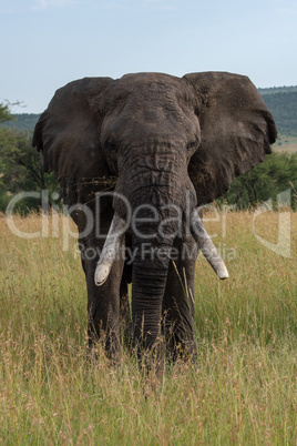African elephant stands facing directly towards camera