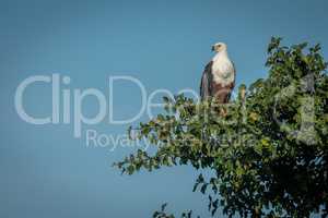 African fish eagle perches in tree looking down