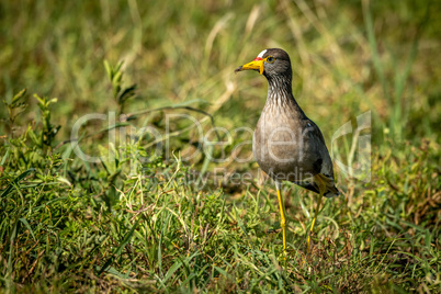 African wattled lapwing in grass eyeing camera
