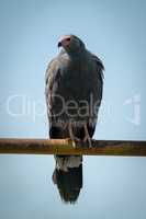 African harrier-hawk on railing facing left