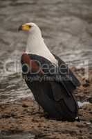 African fish eagle on beach by river