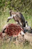 African white-backed vulture feed on buffalo kill