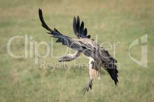 African white-backed vulture brakes with wings outstretched