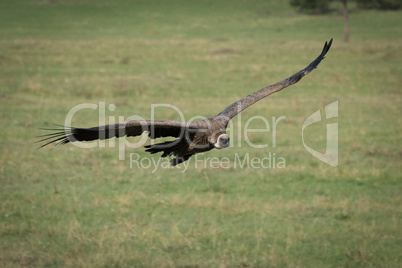 African white-backed vulture glides low over grass