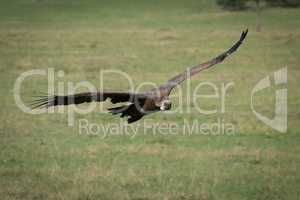 African white-backed vulture glides low over grass