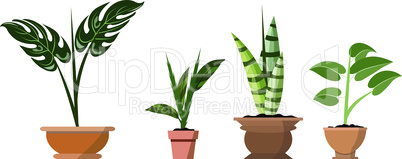 Potted plants isolated on white. Vector set of four green tropical plants in pot illustration