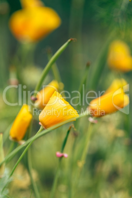 California Poppies on a Meadow.