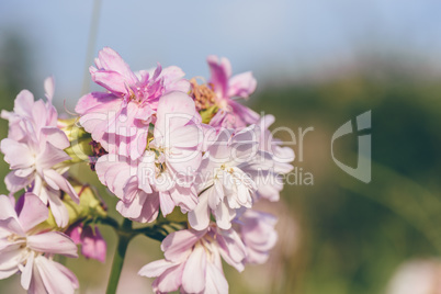 Beautiful pink flowers.