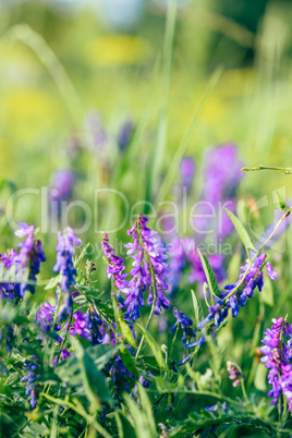 Beautiful blue vetch flowers.