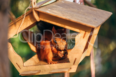 Squirrel eats nuts in the feeder.