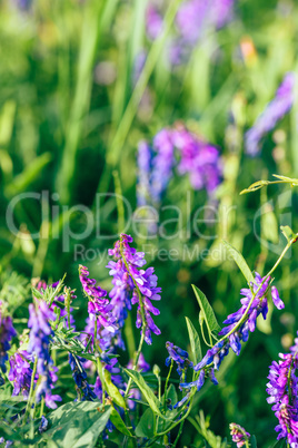 Beautiful purple cow vetch flowers.