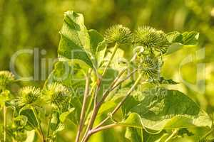 medicinal herb greater burdock with flower