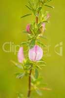 Spiny Restharrow, medicinal plant with flower