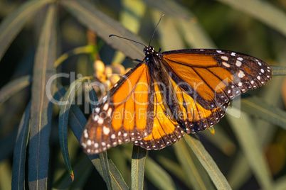 Beautiful Monarch Butterfly Resting On Plant