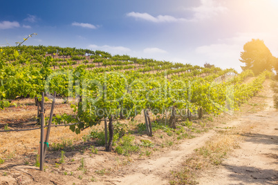 Beautiful Wine Grape Vineyard Farm in the Afternoon Sun.