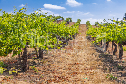 Beautiful Wine Grape Vineyard Farm in the Afternoon Sun.