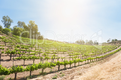 Beautiful Wine Grape Vineyard Farm in the Afternoon Sun.