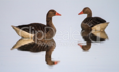 Greylag goose geese, Anser Anser, swimming, Kalmar, Sweden